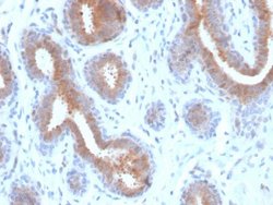 Mammaglobin A Antibody (rMGB/4299) - Azide and BSA Free, Novus Biologicals